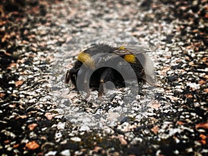 Bumblebee insect over gravel