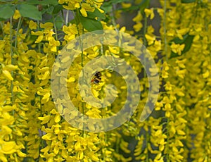 bumblebee insect pollinating springtime flowers for gardening, nature, beauty, entomology