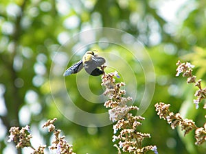 A bumblebee insect in Sinharaja area