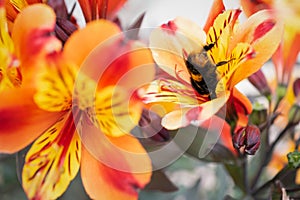 A bumblebee inside of a brightly coloured yellow, orange and red Alstroemeria lily