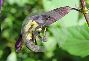 Bumblebee inside on purple flower in the garden, closeup