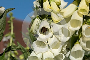 Bumblebee inside white foxglove flower