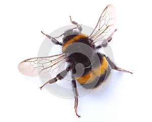 Bumblebee isolated on white photo