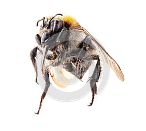 Bumblebee Isolated on white, macro