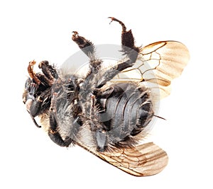 Bumblebee Isolated on white, macro