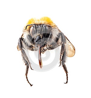Bumblebee Isolated on white, macro