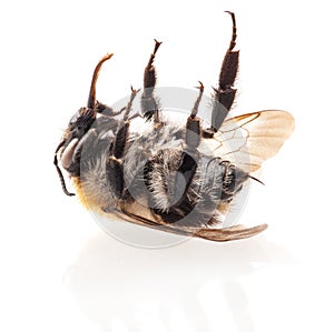 Bumblebee Isolated on white, macro