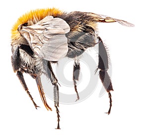 Bumblebee Isolated on white, macro