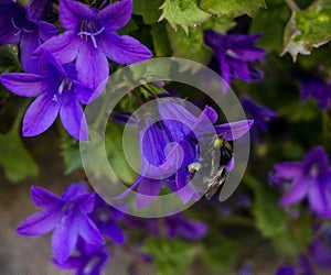 Bumblebee landed on flower