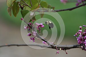 Bumblebee landing on Redbud Blooms