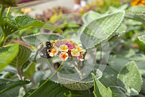 Bumblebee on a Lantana camara flowers feeding on pollen with pollen sacs on his legs