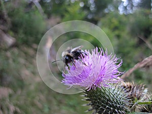 A bumblebee is lapping its tongue on a milk thistle