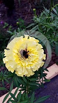 Bumblebee on a large yellow flower. Marigold.