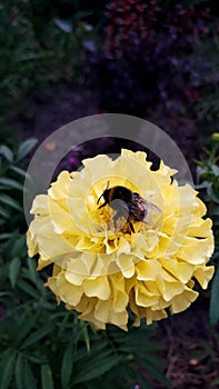 Bumblebee on a large yellow flower. Marigold.