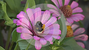Bumblebee Lat. Bombus collects nectar on a Zinnia flower Lat. Zinnia