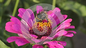 Bumblebee Lat. Bombus collects nectar on a Zinnia flower Lat. Zinnia