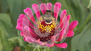 Bumblebee Lat. Bombus collects nectar on a Zinnia flower Lat. Zinnia