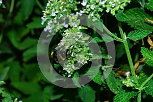 Bumblebee Latin: Bombus on flowers medicinal herb Lemon mint or Bergamot mint Latin: Mentha citrata, close up. Precise
