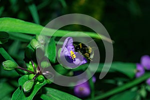 Bumblebee Latin: Bombus pollinates purple flowers Tradescantia Latin: Tradescantia occidentalis. Bumblebee in flight close-up
