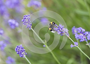 bumblebee on lavender blossom