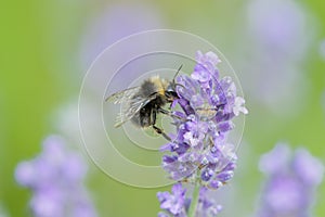 bumblebee on lavender branch