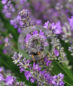 Bumblebee on a lavender flower. A close-up of a bumblebee.