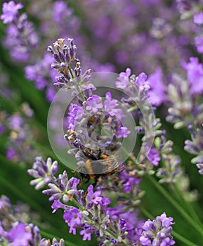 Bumblebee on a lavender flower. A close-up of a bumblebee.