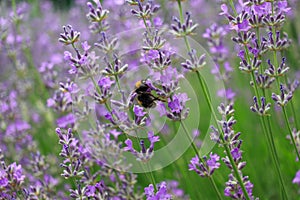 Bumblebee on a lavender flower. A close-up of a bumblebee.