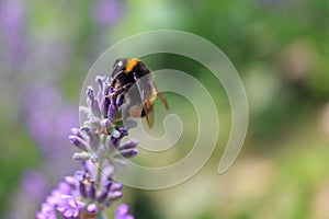 Bumblebee on a lavender flower. A close-up of a bumblebee.