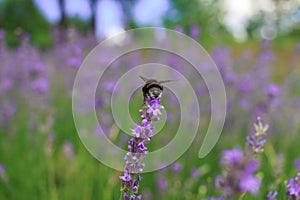 Bumblebee on a lavender flower. A close-up of a bumblebee.