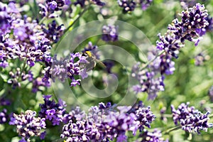 Calabrone sul lavanda fiore. Slovacchia 