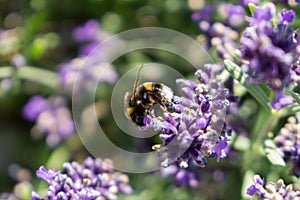 Bumblebee on lavender flower. Slovakia