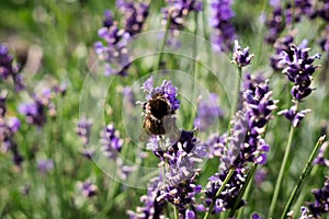 Calabrone sul lavanda fiore. Slovacchia 