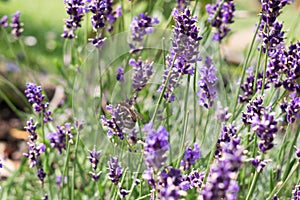 Calabrone sul lavanda fiore. Slovacchia 