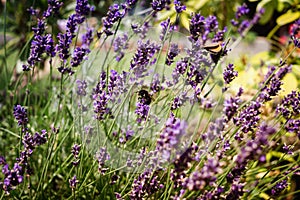 Bumblebee on lavender flower. Slovakia