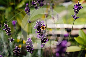 Bumblebee on lavender flower. Slovakia