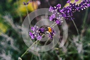 Bumblebee on lavender flower. Slovakia