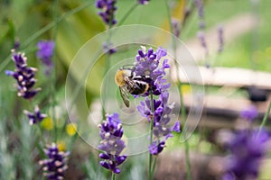 Bumblebee on lavender flower. Slovakia