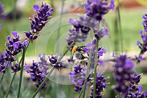 Bumblebee on lavender flower. Slovakia