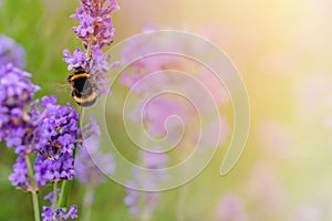 bumblebee on lavender flower on sunny summer day Summer flowers. Summertime High quality phot