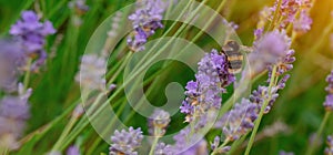 bumblebee on lavender flower on sunny summer day Summer flowers. Summertime High quality phot