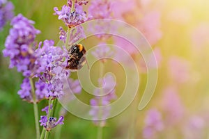 bumblebee on lavender flower on sunny summer day Summer flowers. Summertime High quality phot