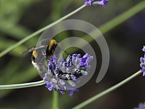Bumblebee on lavender