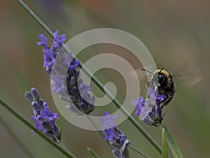 Bumblebee on lavender