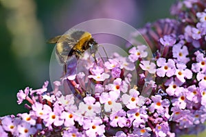 Bumblebee on Lilac