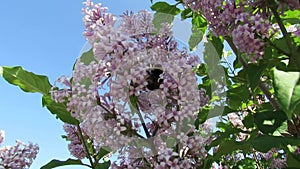 Bumblebee lilac summer nature