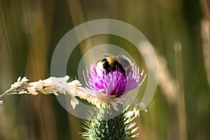 Bumblebee delighting flavors photo