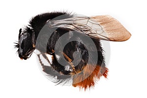 Bumblebee Macrophotography