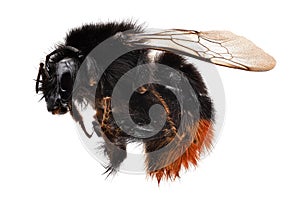 Bumblebee Macrophotography photo