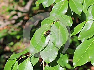 A Bumblebee Mimic Robber Fly